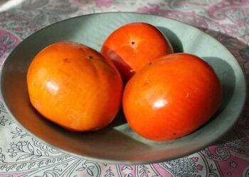 Nouvel an des arbres : Les oranges de Tou Bishvat