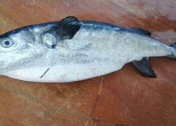 Poisson