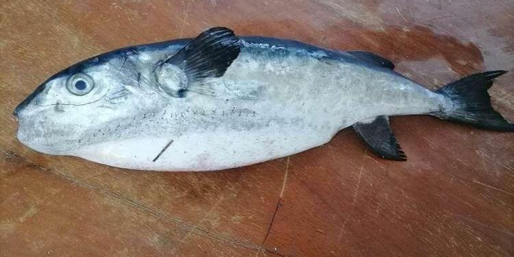 Poisson