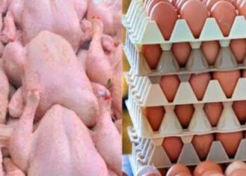 Oeufs Poulet