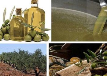 Six prix décernés à l’huile d’olive tunisienne au Concours international Mario Solinas