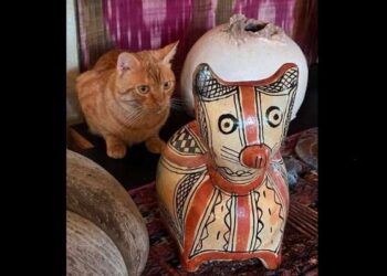 La photo du jour : Le chat de Sejnane et son double
