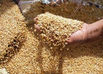 La Tunisie achète 75 mille tonnes de blé tendre