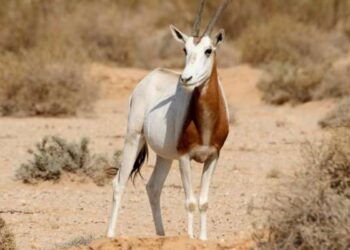 Ouverture d’une enquête après la chasse d’une gazelle au parc national de Dghoumès