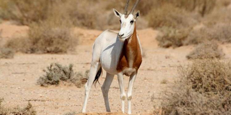 Ouverture d’une enquête après la chasse d’une gazelle au parc national de Dghoumès