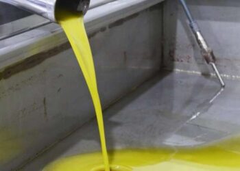 Les exportations d’huile d’olive en hausse de 30,6%