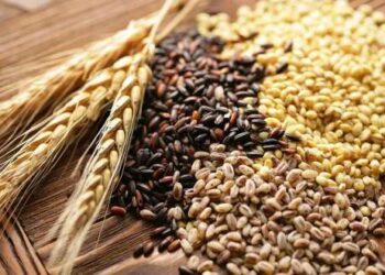 Tunisie : Mobilisation de 700 mille quintaux de semences céréalières