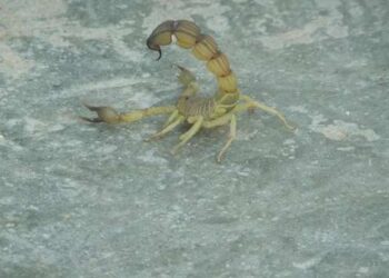 Piqure de scorpion et morsure de serpent : Ce qu’il faut faire