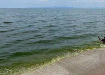 Ben Arous : La coloration verte de la mer est due à une prolifération d'algues