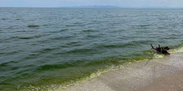 Ben Arous : La coloration verte de la mer est due à une prolifération d'algues