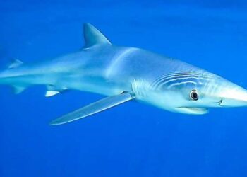 40 espèces de requins dans les eaux tunisiennes : les baigneurs doivent-ils se méfier ?