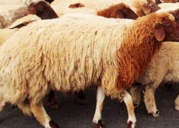 Aid El Idha : 4000 moutons à 18,5 dinars le kilo bientôt disponibles