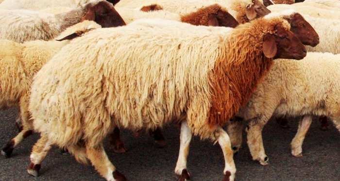 Aid El Idha : 4000 moutons à 18,5 dinars le kilo bientôt disponibles