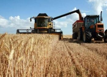 Baisse de 60% des quantités de céréales collectées au cours de la saison 2023