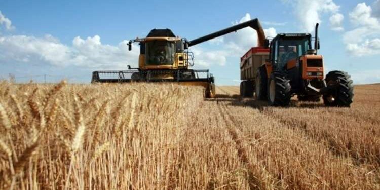 Baisse de 60% des quantités de céréales collectées au cours de la saison 2023