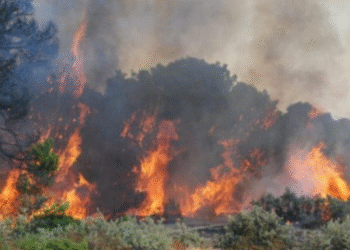 8 hectares ravagés par le feu à la forêt de Maaloula à Tabarka