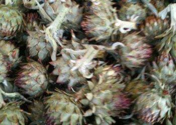 Nostalgies : Qui se souvient du garnine ?