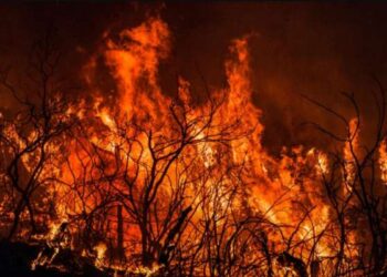 34 morts dans des incendies en Algérie, la Tunisie propose son aide