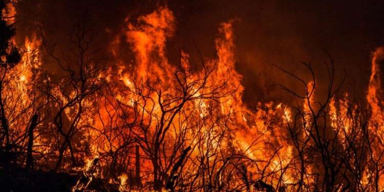 34 morts dans des incendies en Algérie, la Tunisie propose son aide