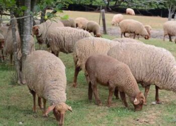 Tunis Sheep ou comment des moutons tunisiens ont prospéré aux USA