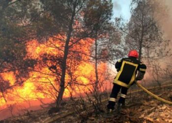 Béja : Un lourd bilan dans les incendies de Nefza