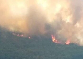Un incendie se déclare dans la forêt de pin de Ghardimaou