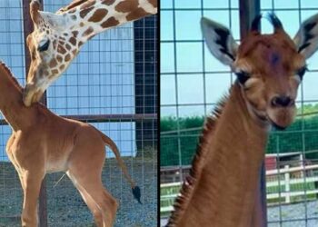 Une girafe sans tache naît dans un zoo, une première mondiale !