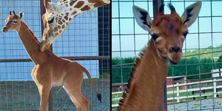Une girafe sans tache naît dans un zoo, une première mondiale !