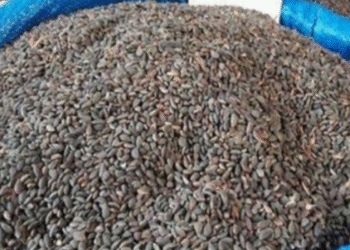 Tunisie : Saisie de 142 tonnes de fruits secs et Zgougou impropres à la consommation