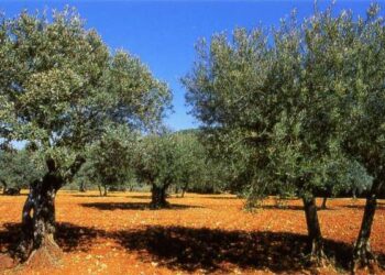 La production d'huile d'olive estimée à 200 mille tonnes