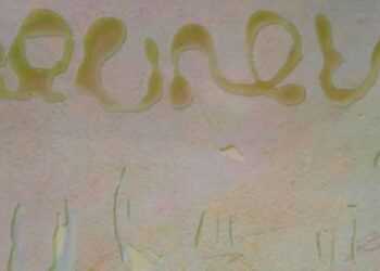 Le Collectif Broudou consacre un ouvrage à l'huile d'olive