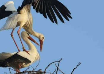 cigognes Photos : Hatem BY/Wild
