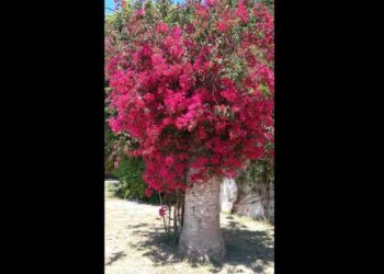 A Carthage, les palmiers morts renaissent en bougainvilliers