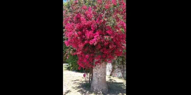 A Carthage, les palmiers morts renaissent en bougainvilliers