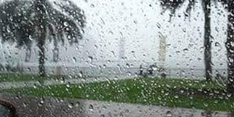 Tunisie : La pluie redonne vie après plusieurs mois de sécheresse