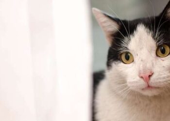 Kasserine : Un individu en prison pour avoir torturé un chat