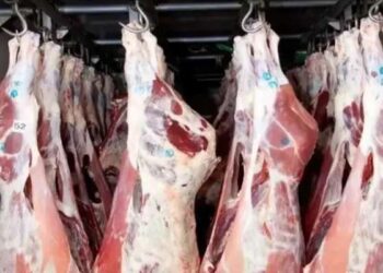 Tunisie - Ramadan : Viande congelée disponible à 35 dinars