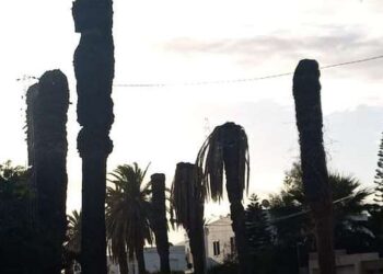 Triste : Les palmiers moribonds d'Ez-Zahra