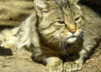 Tunisie : 15 jours de prison avec sursis pour avoir torturé un chat