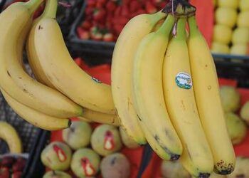 Tunisie : Bientôt, des bananes égyptiennes à cinq dinars le kilo !