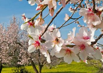 Les trois Braises du printemps et le calendrier traditionnel tunisien