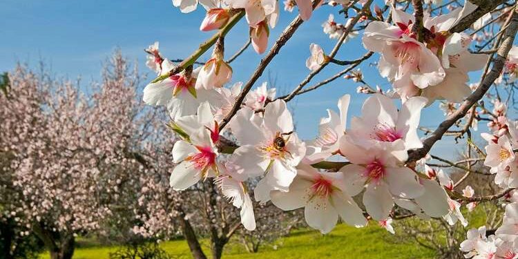 Les trois Braises du printemps et le calendrier traditionnel tunisien