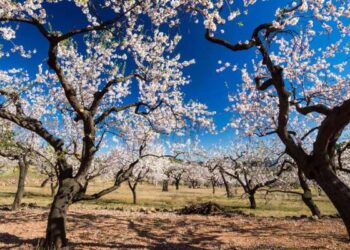 Demain, fin des "Layali essoud", samedi, début de "El Azara"