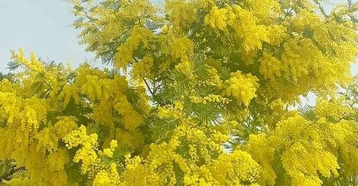 Parfum de printemps : Le retour lumineux des mimosas