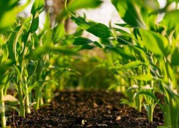 ADAPT Invest - Tunisie : 6 millions d'euros pour une agriculture et une pêche durables