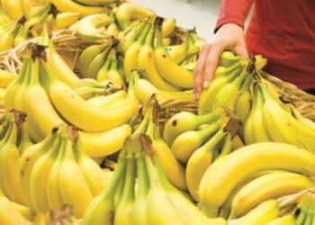 Tunisie : Les bananes à 5 dinars disponibles à partir de ce jeudi