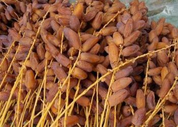 La Tunisie, 10ème plus grand producteur de dattes