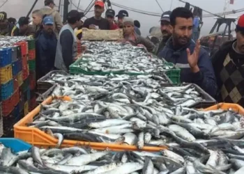 Exportée en Algérie : Le prix de la sardine s'enflamme en Tunisie !