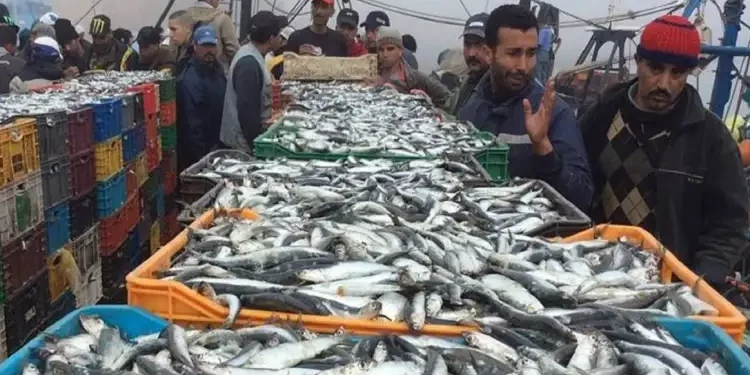 Exportée en Algérie : Le prix de la sardine s'enflamme en Tunisie !