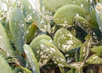Tunisie : Des coccinelles mexicaines pour sauver les figues de Barbarie